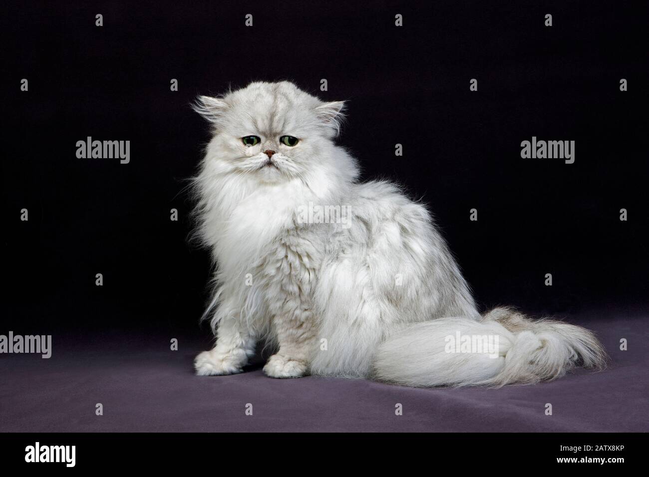 Gatto Persiano Chinchilla Argento Con Occhi Verdi, Adulto Seduto Su Sfondo Nero Foto Stock