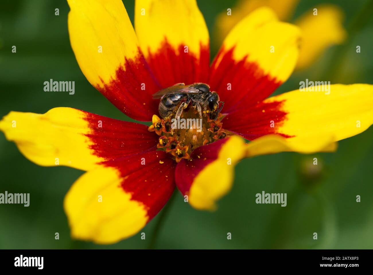 Una femmina Lasioglossum calceatum sudore ape raccolta nettare da una Coreopsis verticillata Sizzle & Spice Curry Up cultivar fiore in un giardino nel Regno Unito. Foto Stock
