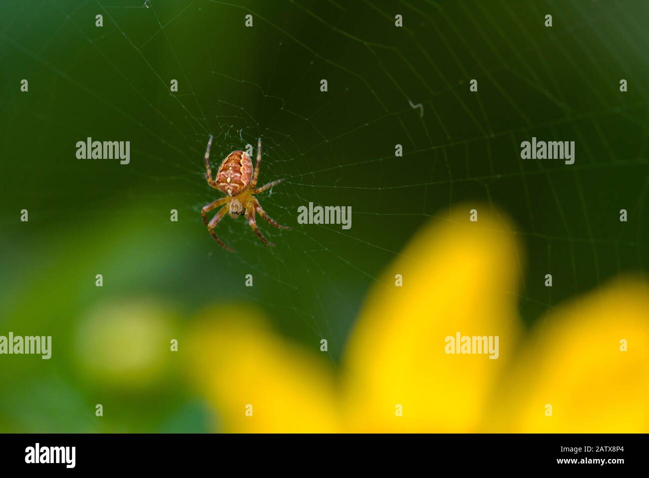 Un uomo European Garden Spider (Araneus diadematus) sul suo web. Foto Stock