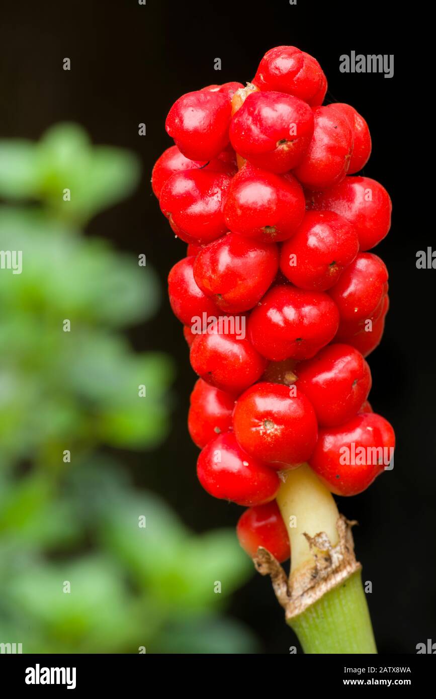 Le bacche della regione italiana (Arum italicum) in un giardino inglese in estate. Foto Stock