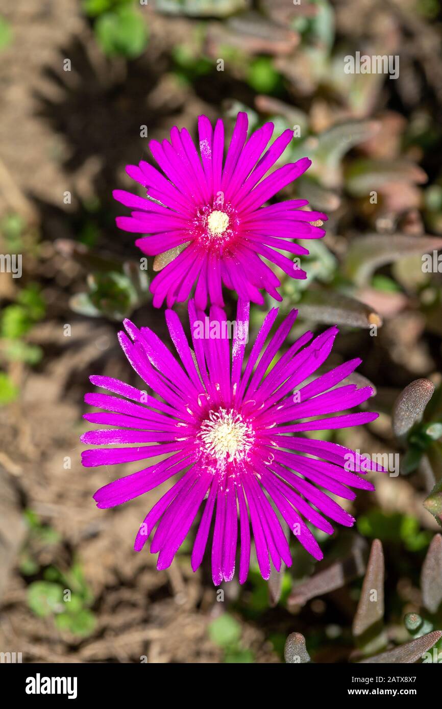 Vista dall'alto di due fiori dell'Iceplant Posteriore, Iceplant Hardy, o tappeto rosa - Delosperma cooperii. Foto Stock