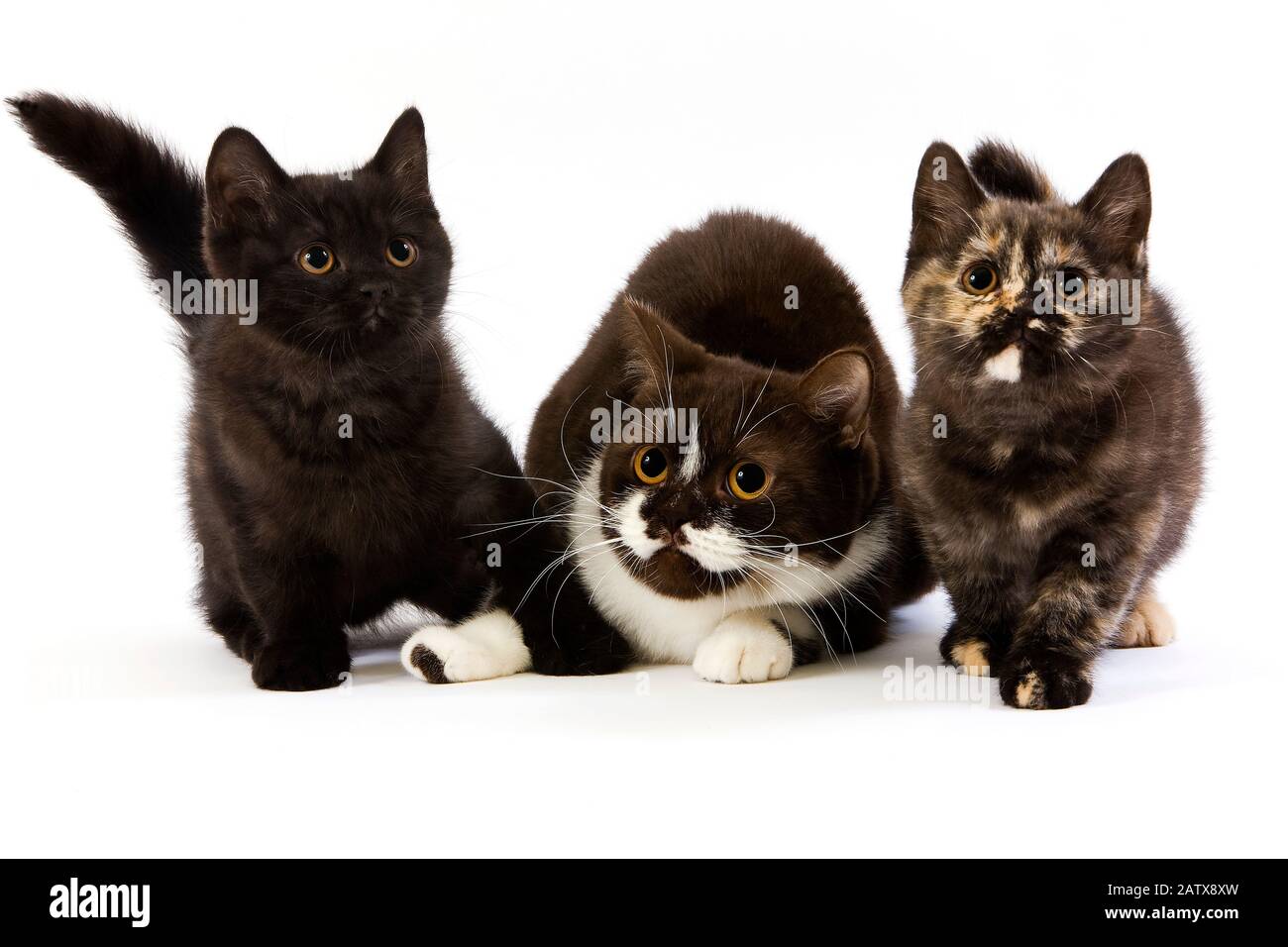 Cioccolato e White British Shorthair Domestico Cat, Female e la sua Black Tartaruga-Shell e Black Kittens in piedi su sfondo bianco Foto Stock