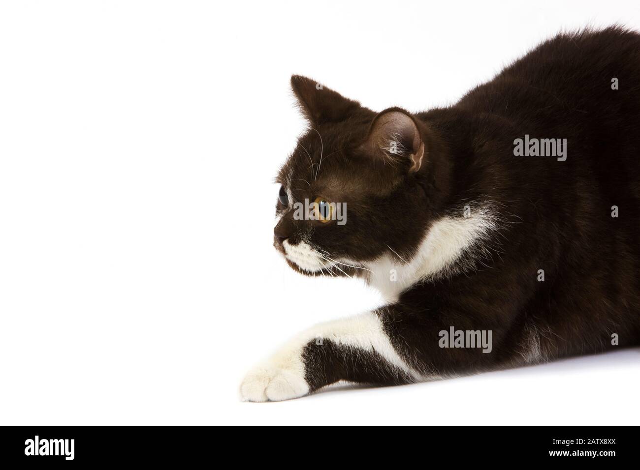 Cioccolato bianco e British Shorthair gatto domestico, Femmina posa contro uno sfondo bianco Foto Stock