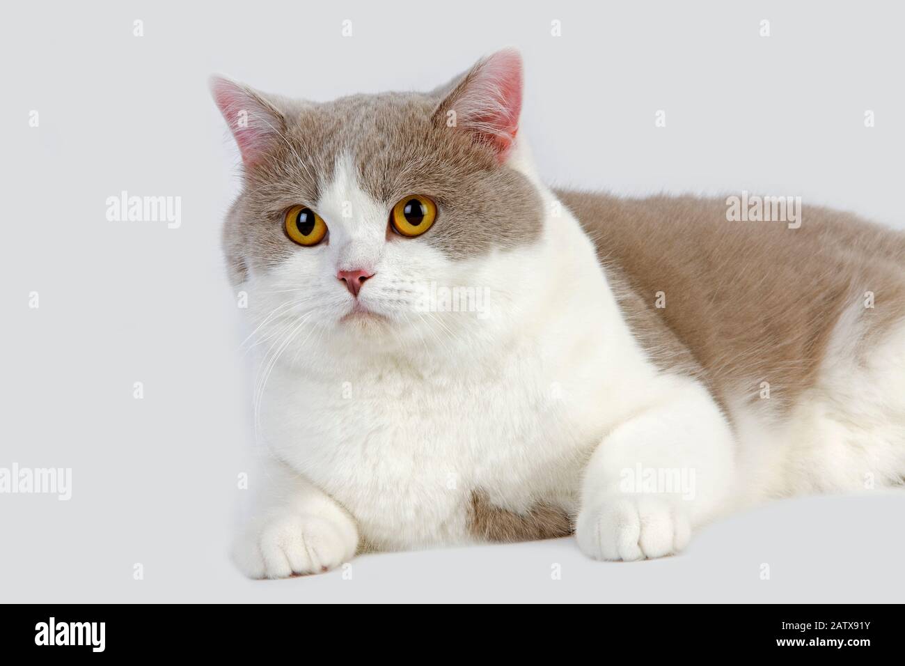 Lilla e Bianco British Shorthair gatto domestico, maschio posa contro uno sfondo bianco Foto Stock