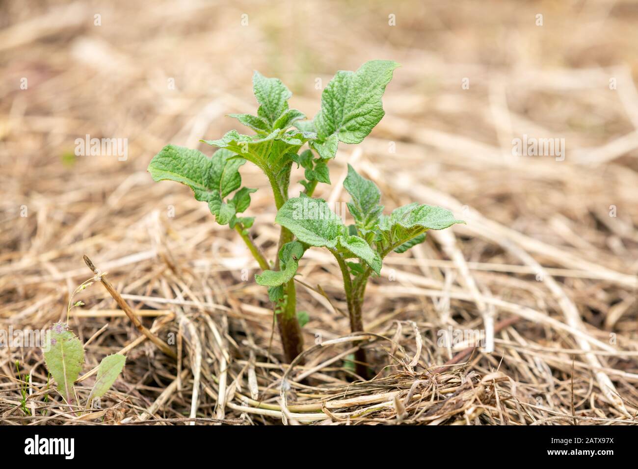 No dig giardinaggio: Vista laterale di un giovane germogli di patate che crescono in fieno o paglia letto di lettiera che serve come pacciame. Foto Stock