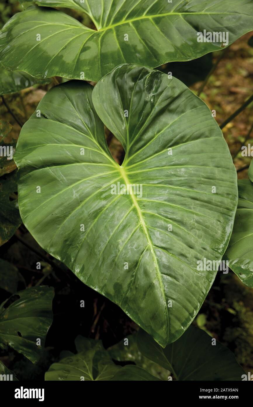 Pianta con foglia Grande nella foresta pluviale, Manu National Park in Perù  Foto stock - Alamy