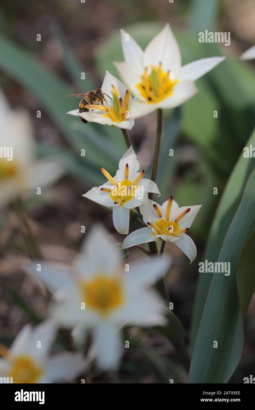 Tulipa turkestanica impollinata da un'ape in primavera Foto Stock