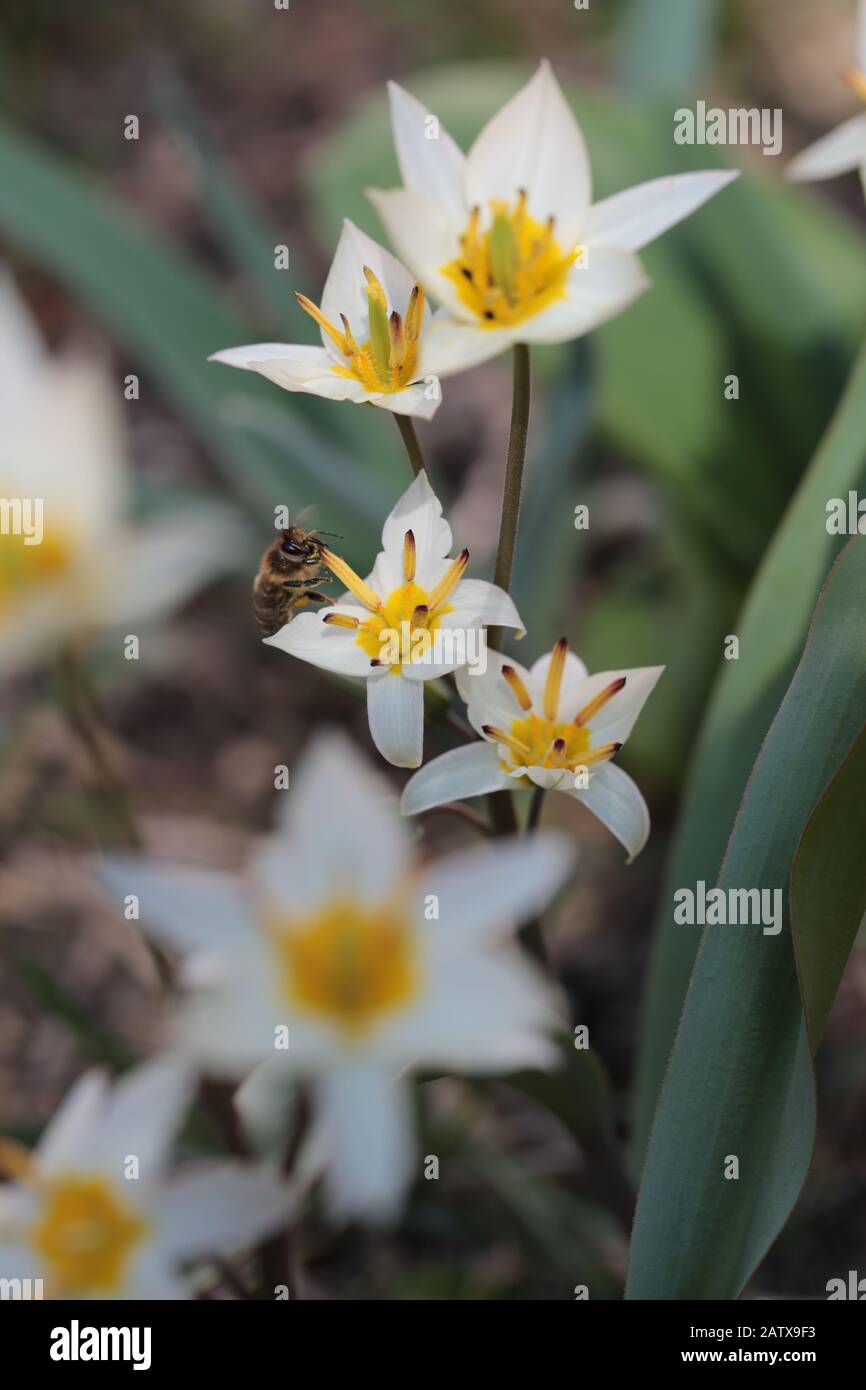 Tulipa turkestanica impollinata da un'ape in primavera Foto Stock