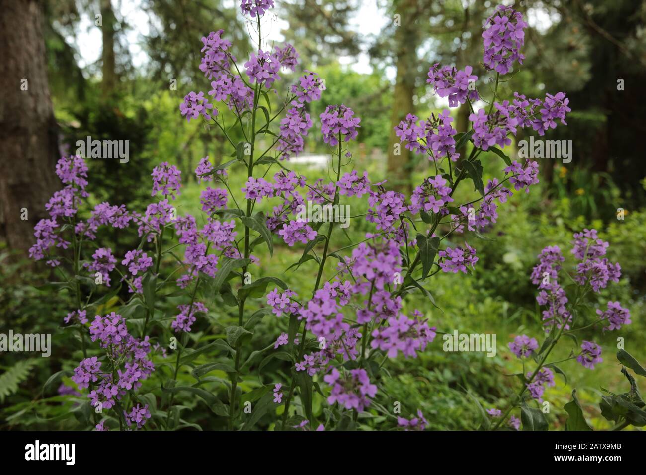 Hesperis matronalis in piena fioritura durante la sping di una prima estate Foto Stock