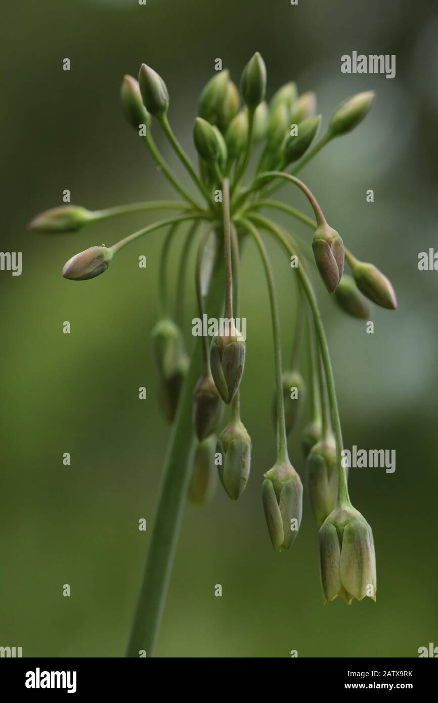Nectaroscordum cicolo ssp. Bulgaricum Foto Stock