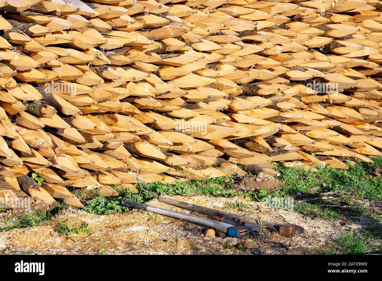 Pali di legno tagliati a mano con estremità appuntite, usati per scherma, con due assi di taglio del legno che si posano sul terreno. Foto Stock
