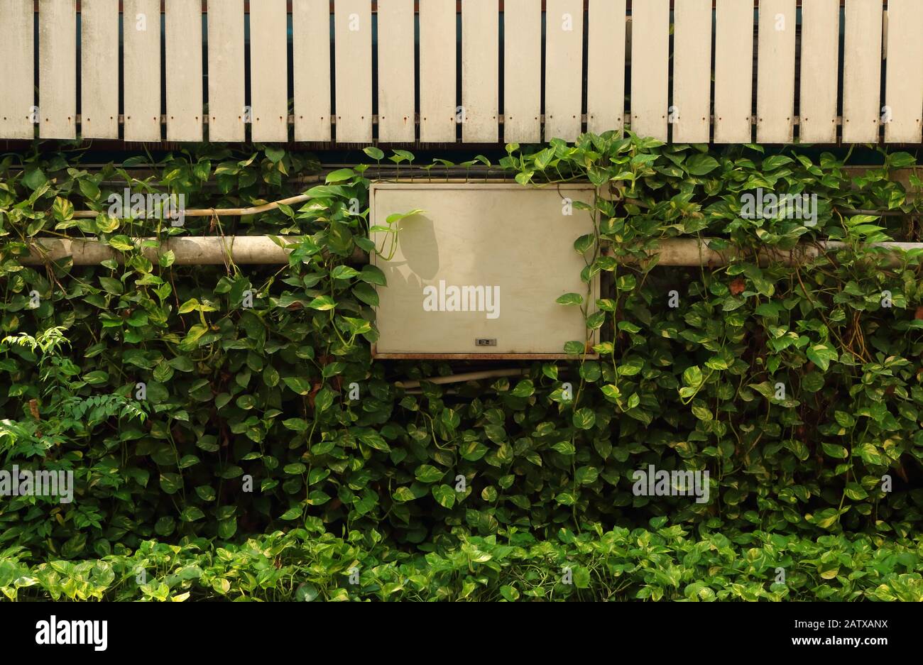 Scatola di scambio telefonica collegata a condotto elettrico che si installa sulla parete tra il cespuglio di Golden Pothos o Epipremnum Aureum Foto Stock