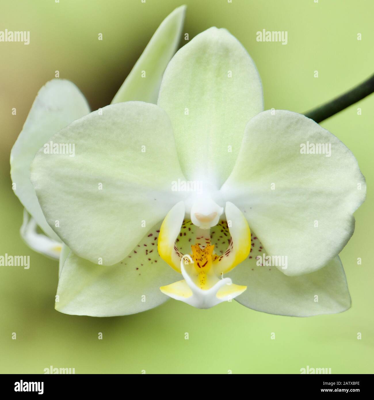 Orchidea falaenopsis gialla. Primo piano ad Anchieta, Stato di Espirito Santo, Brasile. Foto Stock
