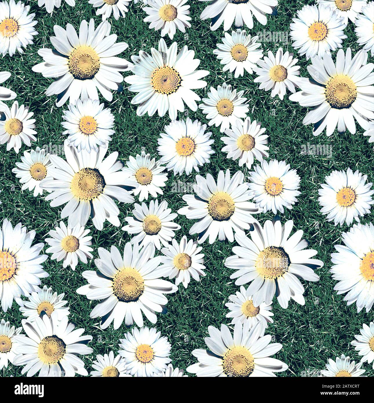 Daisy Blossom Seamless Pattern Con Grass. Prato. Sfondo naturale. - Illustrazione Foto Stock