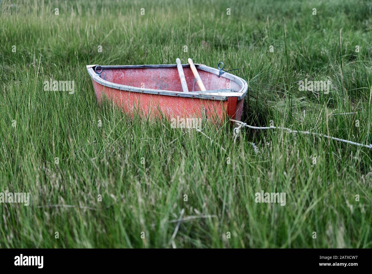 Affascinante canotto in erba delle paludi, Cape Cod, Massachusetts, STATI UNITI D'AMERICA. Foto Stock