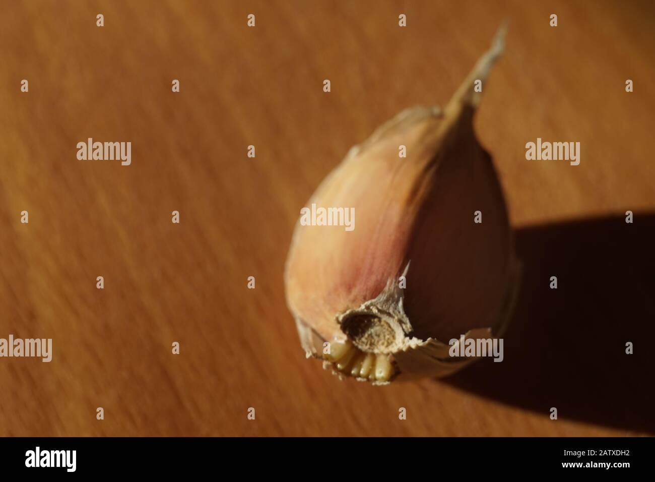 Aglio spicchio nella buccia sul tavolo soleggiato. Foto Stock