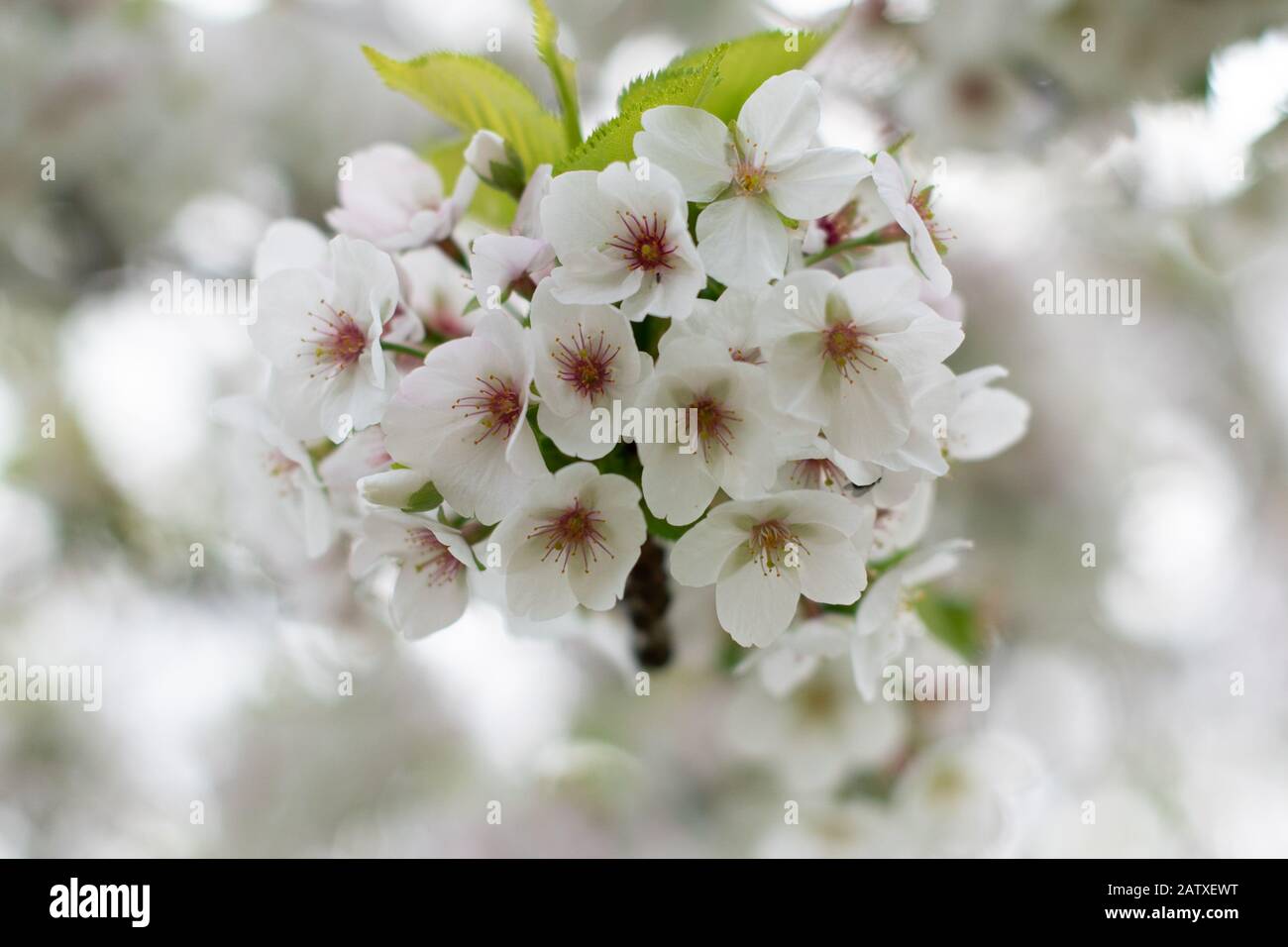 Primo piano di Wild Cherry Prunus Avium fioritura nei Giardini Botanici di Sheffield - fiori primaverili in fiore Foto Stock
