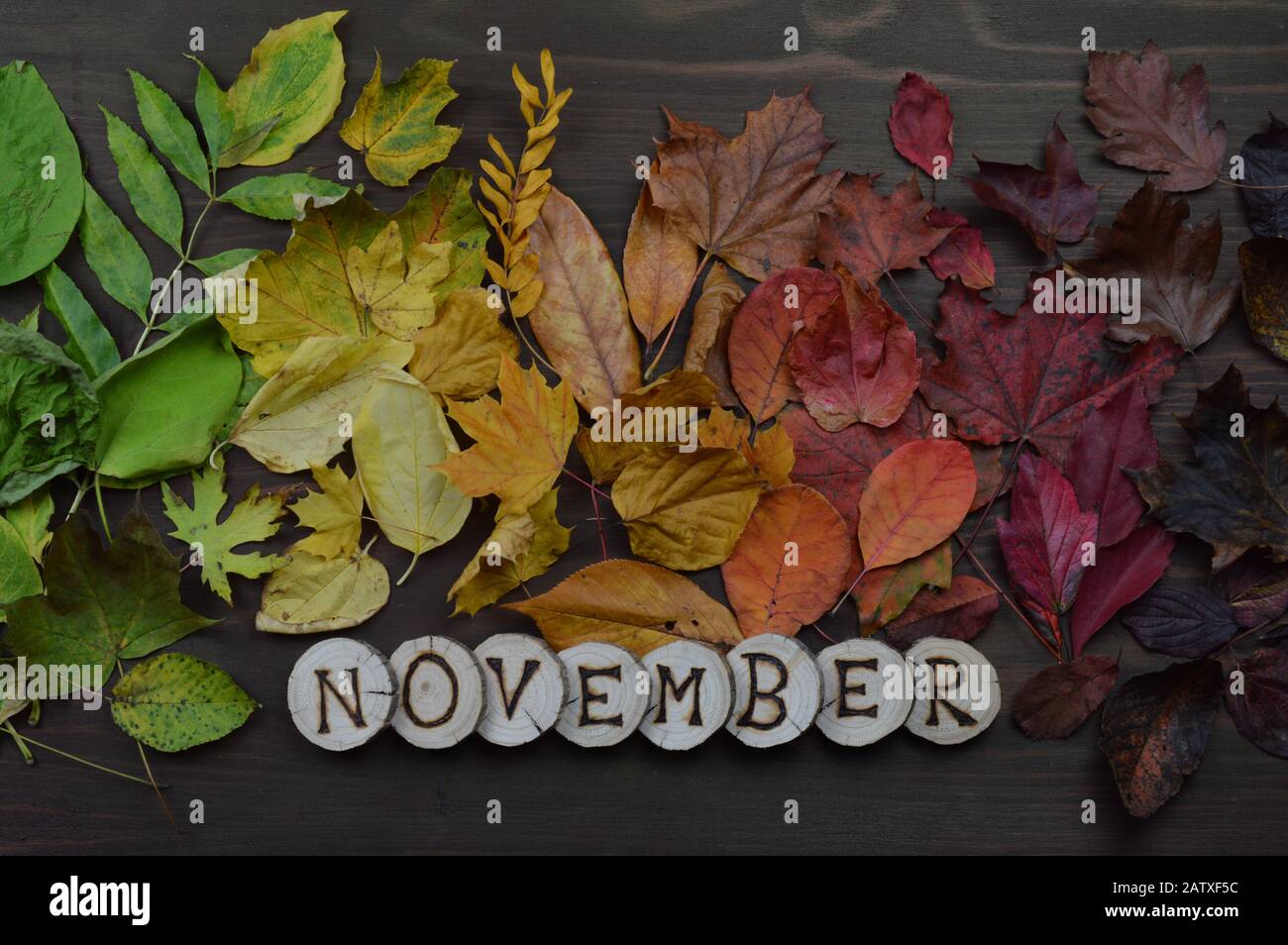 Foglie colorate di autunno in gradiente di colore da verde, giallo,  arancione, rosso scuro a marrone su legno con lettere che formano il nome  del mese di calendario NOVEMBRE Foto stock -