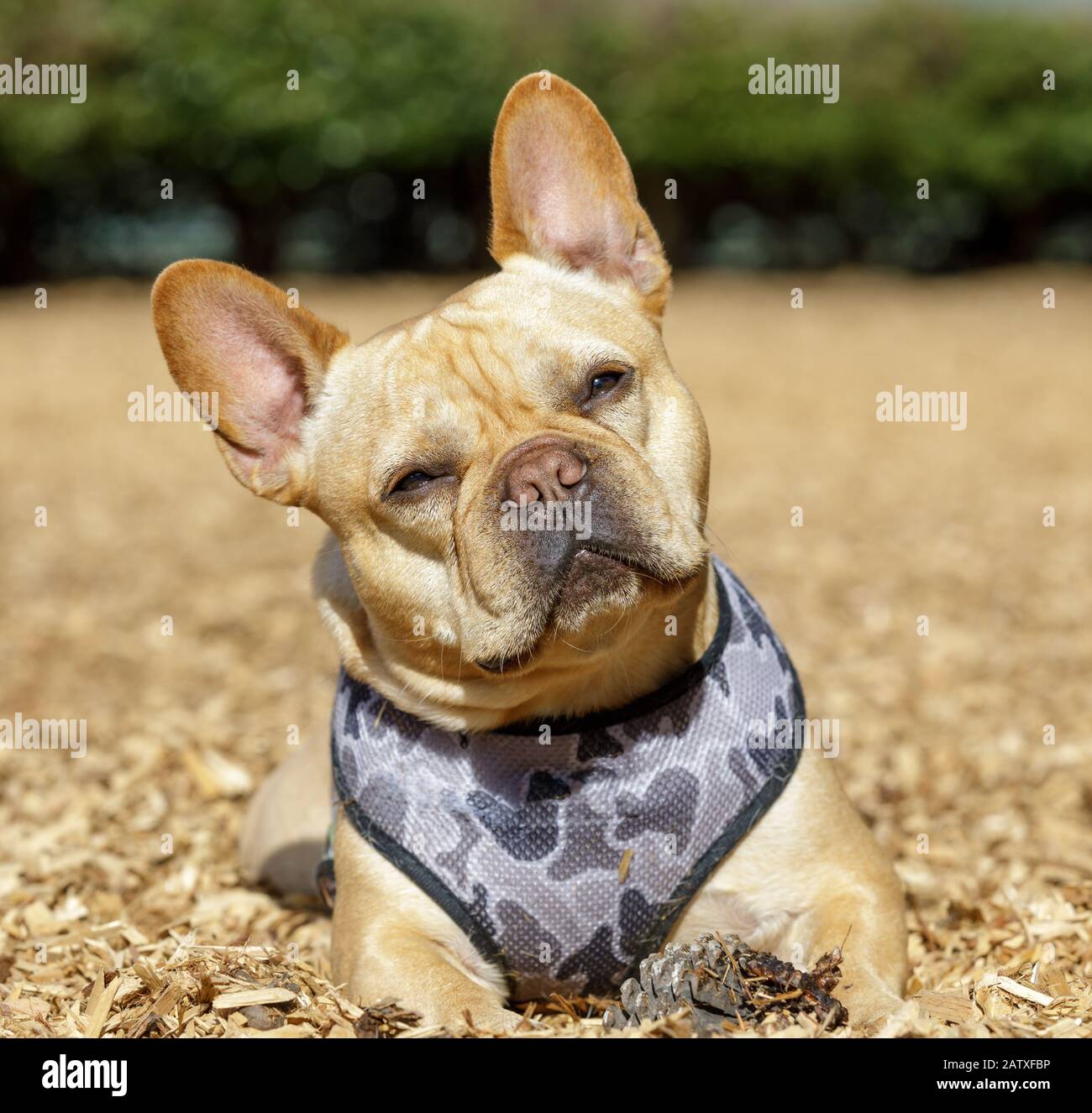 Frenchie testa maschile che si inclina vicino al suo cono di pino Foto Stock