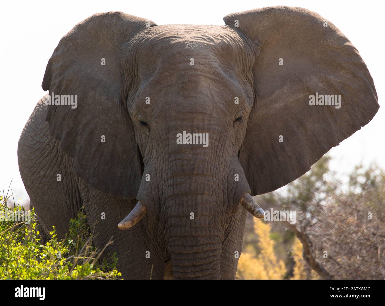 Vicino a un elefante che cammina attraverso il cespuglio Foto Stock