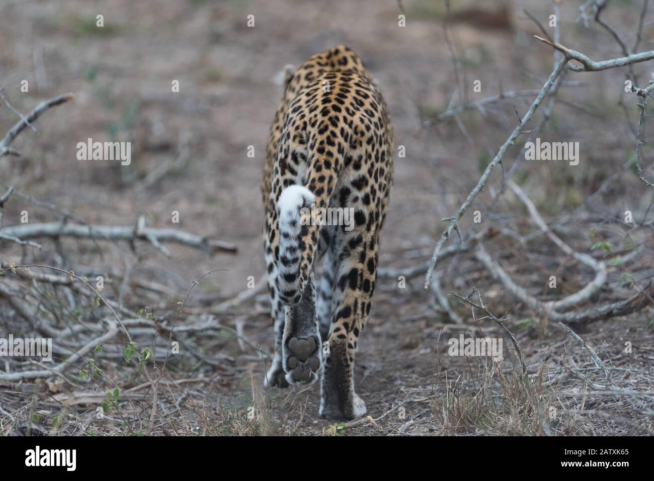 Ritratto leopardo nel deserto africano Foto Stock