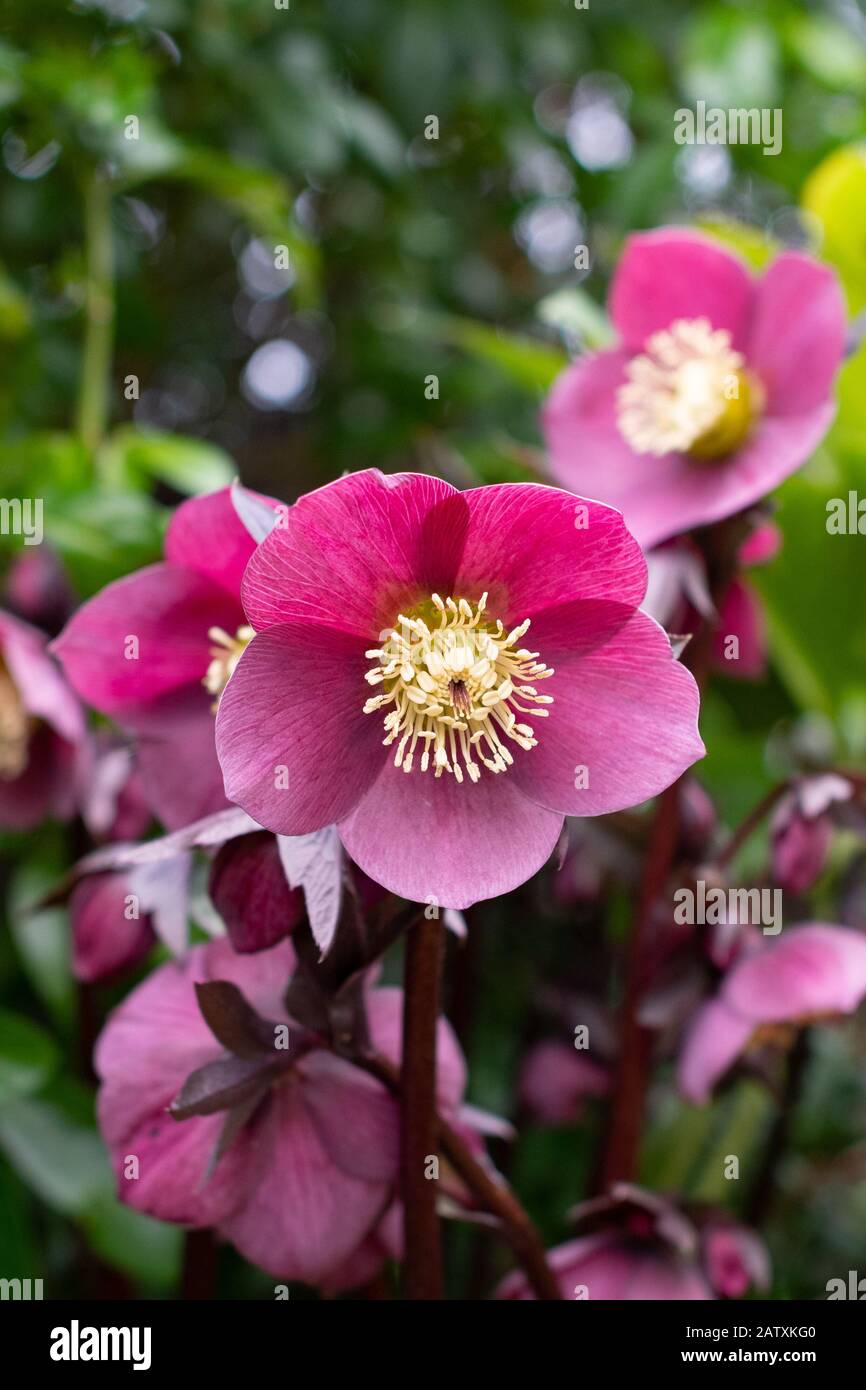 Hellebore - viola hellehaleses fioritura nel giardino del Regno Unito a fine inverno Foto Stock
