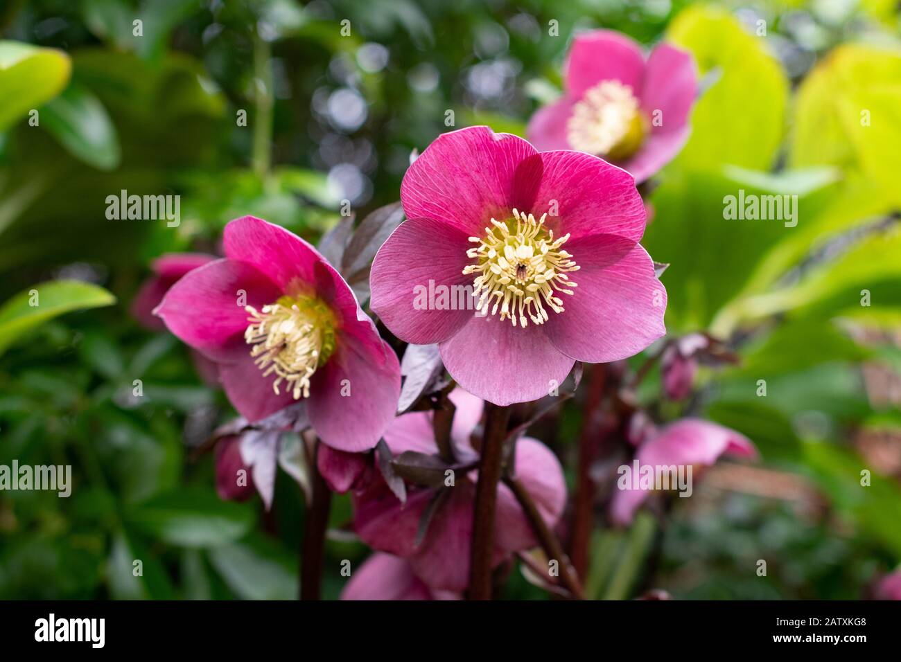 Hellebore - viola hellehaleses fioritura nel giardino del Regno Unito a fine inverno Foto Stock