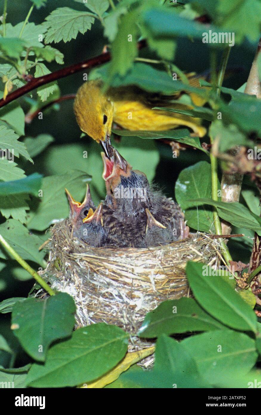 Pulcini di alimentazione del verrulo giallo compreso il cowbird marrone-testa. Pulcini Foto Stock