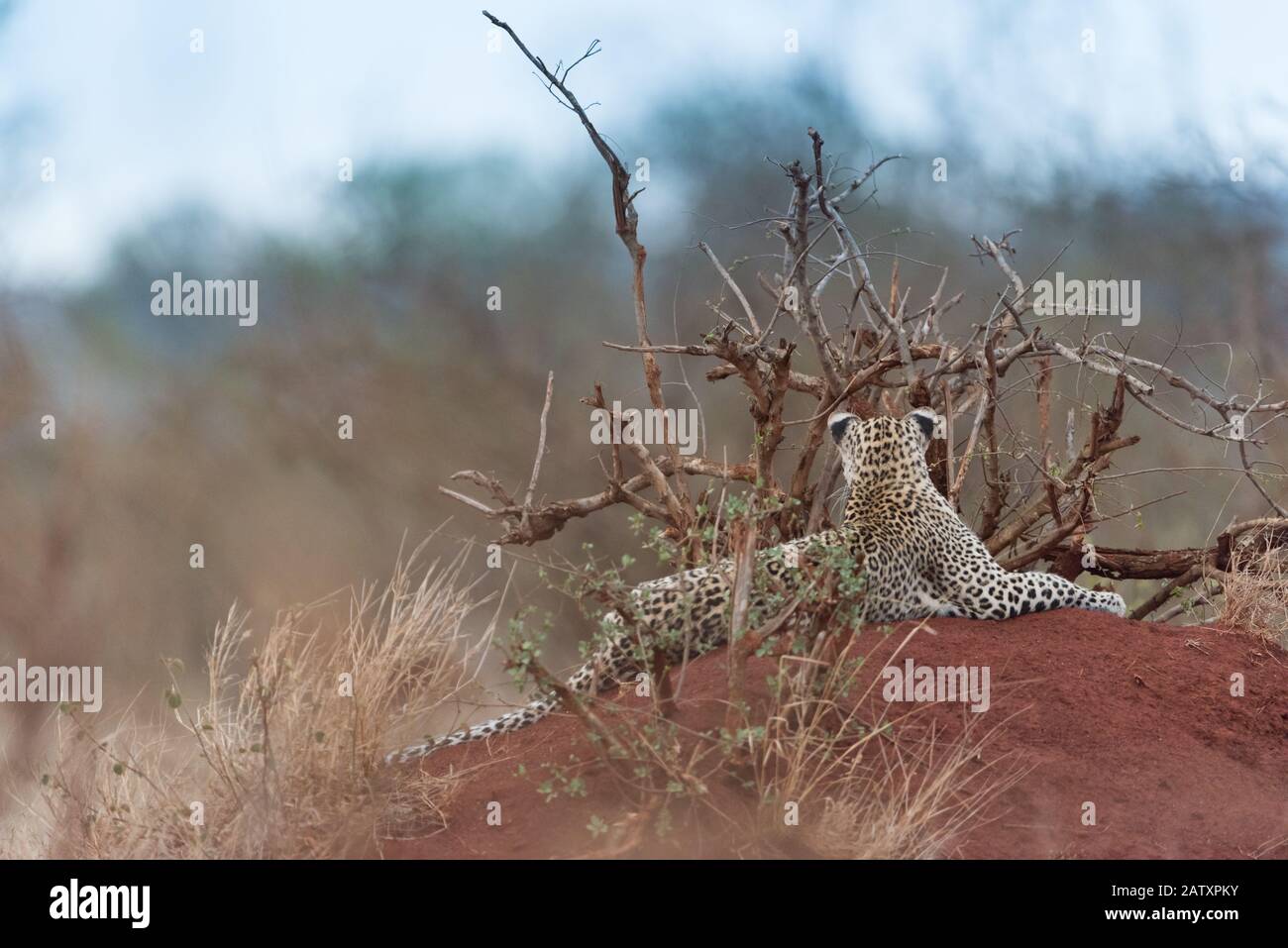 Ritratto leopardo nel deserto africano Foto Stock