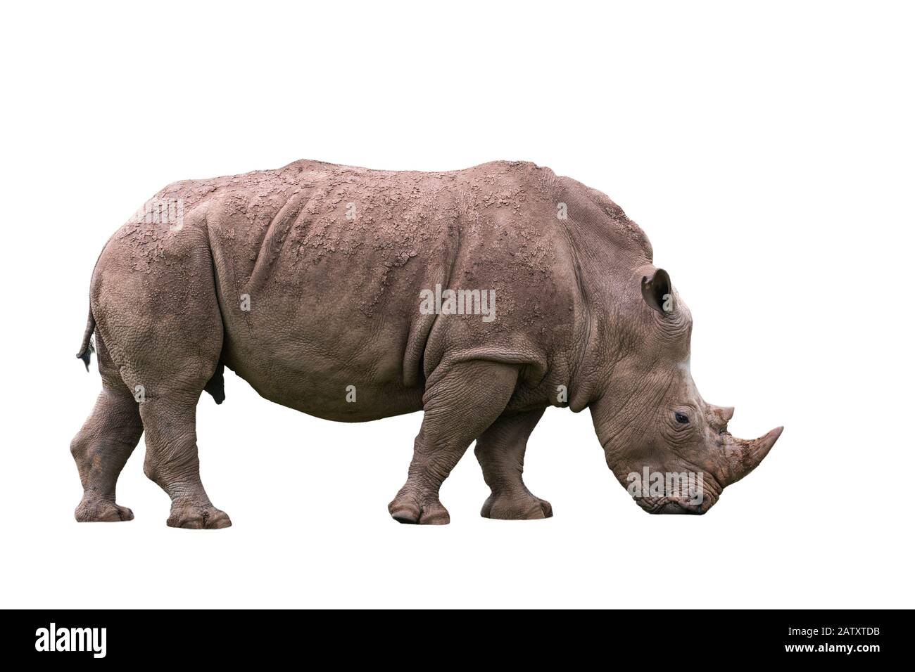 Rinoceronte bianco africano / rinoceronte a quadri (Ceratotherium simum) femmina su sfondo bianco Foto Stock
