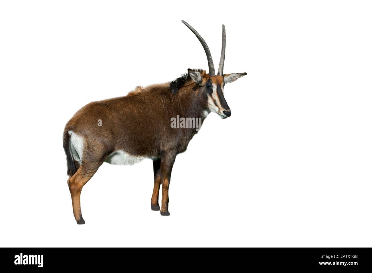 Antilope Sable (Hippodragus niger) nativo dell'Africa orientale e meridionale su sfondo bianco Foto Stock