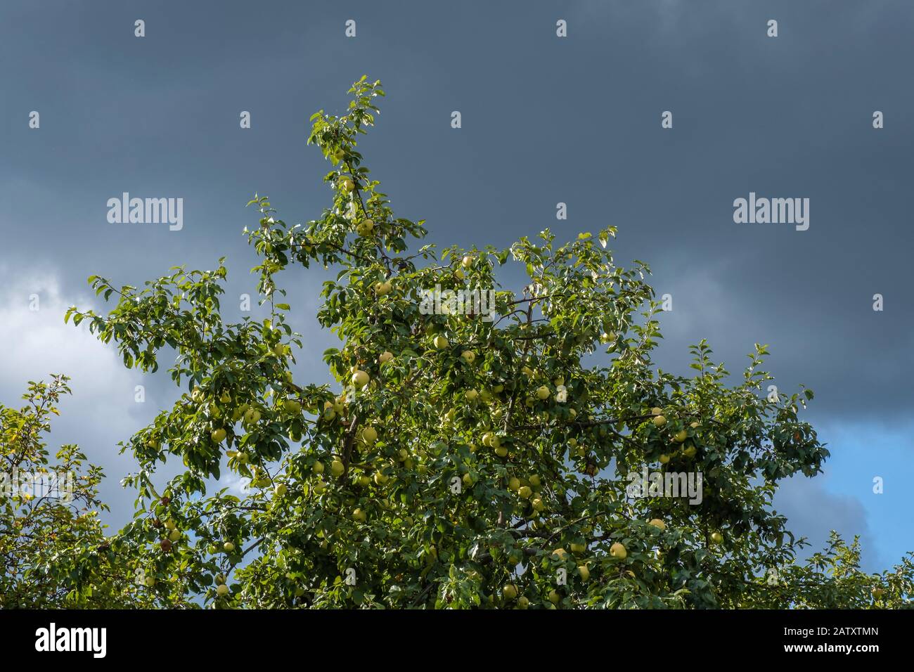La parte superiore di un albero della mela con i lotti delle mele contro una nube scura nella luce del sole. Foto Stock