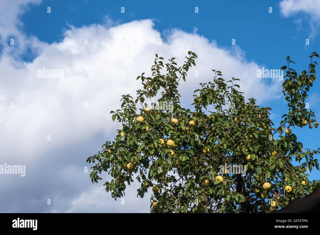 La parte superiore dell'albero della mela con i lotti delle mele contro una nube leggera nella luce del sole. Foto Stock
