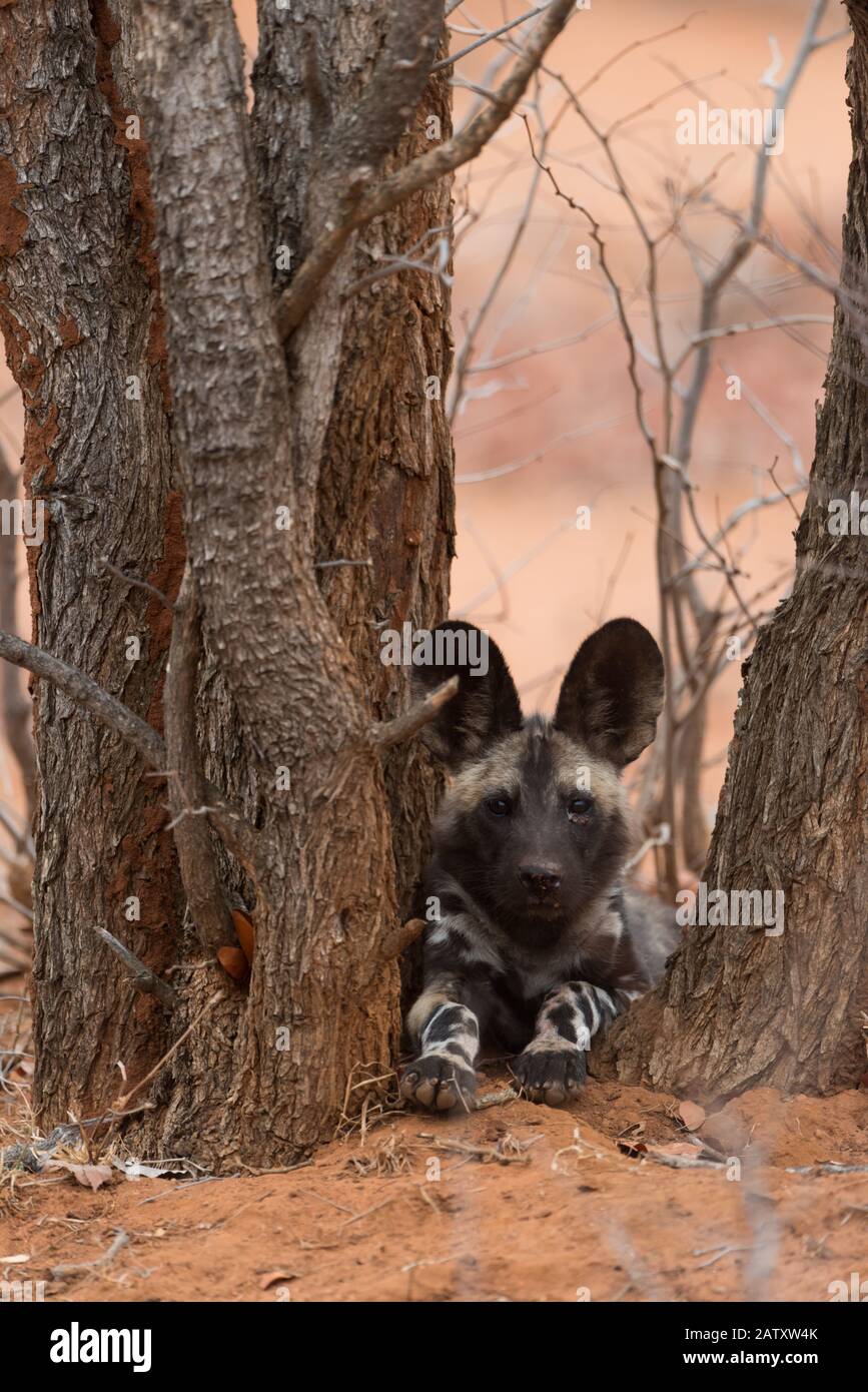 Cucciolo di cane selvatico africano Foto Stock