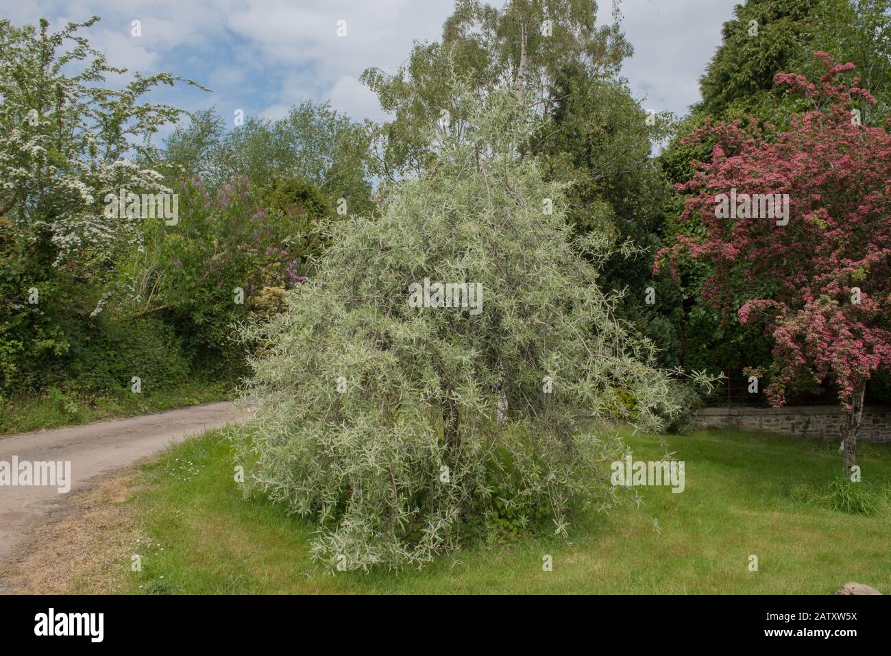 Estate Foliage di un Pendente o Pianto Willow Leaved Pear Tree (Pyrus salicifolia 'Pendula') in un Country Cottage Garden in Rural Devon, Inghilterra, Regno Unito Foto Stock