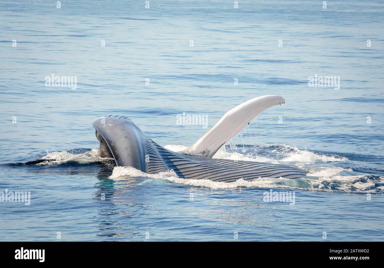 Balena blu, Balaenoptera musculus, nutrimento su krill in superficie, Nine-Mile Bank, San Diego, California, USA, Oceano Pacifico Foto Stock