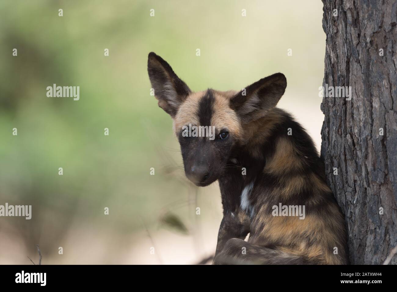 Cucciolo di cane selvatico africano Foto Stock