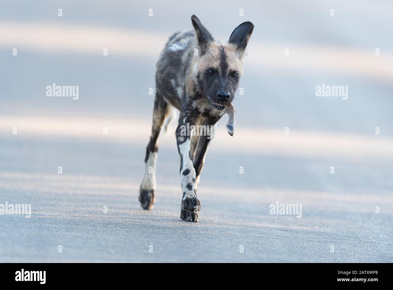 Cane selvatico africano nel deserto Foto Stock