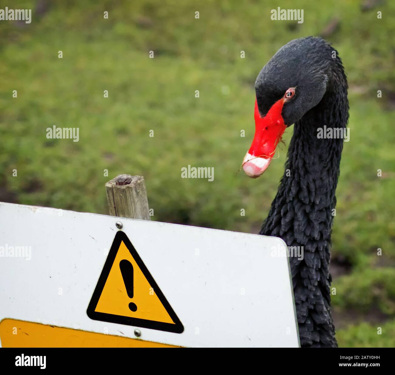 Un'occhiata di allarme da un cigno nero, che guarda un segno di pericolo. Attenzione agli animali morsi Foto Stock