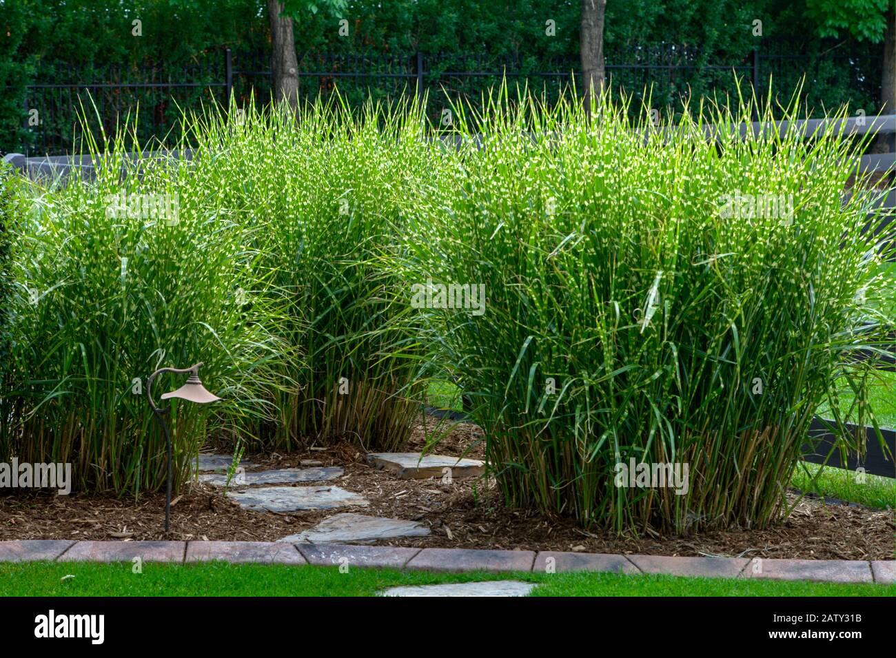 La categoria generale delle erbe da nubile è rappresentata qui da Zebra Grass prima della fioritura in tarda estate. Foto Stock