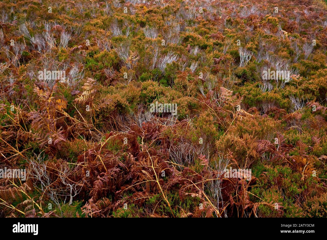 Bracken rosso e erica bianca si trovano su Hallam Moor vicino a Sheffield in un giorno umido e piovoso. Foto Stock