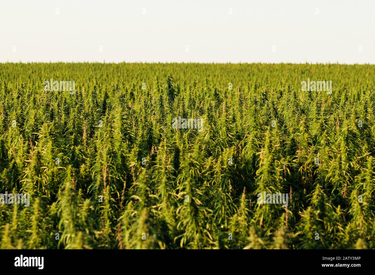 campo di canapa sulle praterie Foto Stock