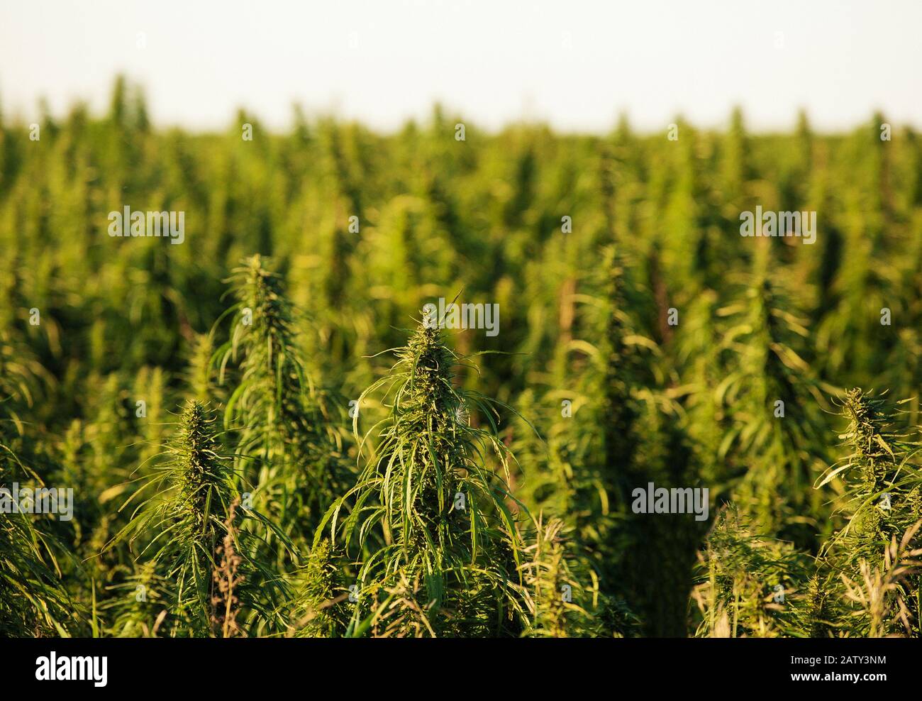 campo di canapa sulle praterie Foto Stock