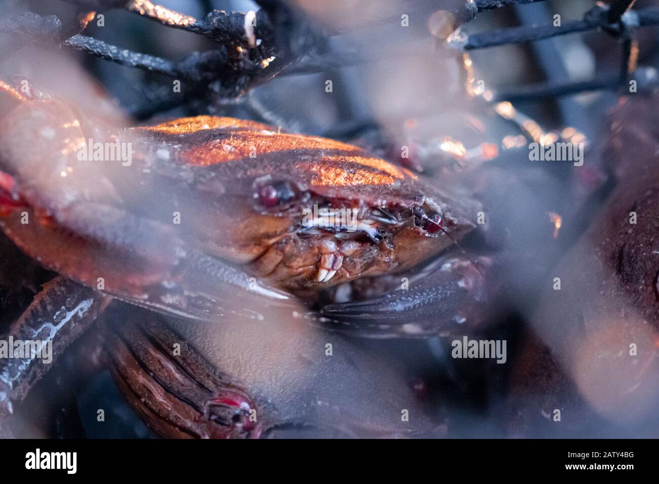 Una rete piena di granchi da bagno in velluto appena pescati (Necora puber) al largo della costa del Northumberland Foto Stock