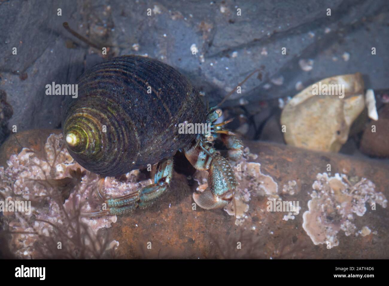 Il granchio eremita blu e arancione (pagurus bernhardus) mostra la sua calotta di cane whelk mentre cammina attraverso il Piscina di roccia sulla costa dello Yorkshire Foto Stock