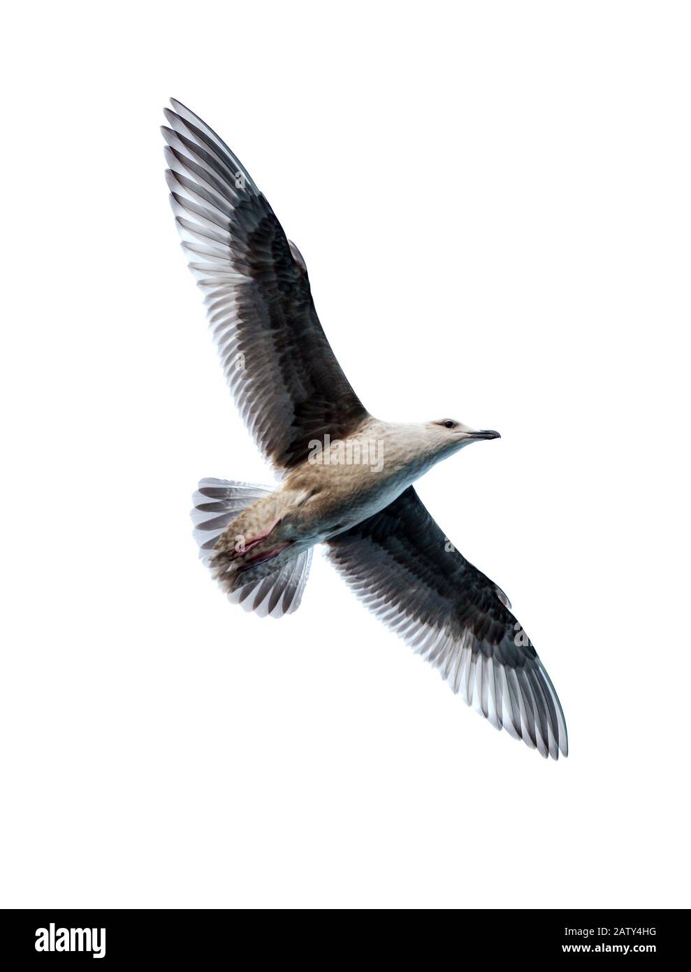 Uccello gabbiano. Gabbiano volante isolato sullo sfondo bianco. Gabbiano del Pacifico. Foto Stock