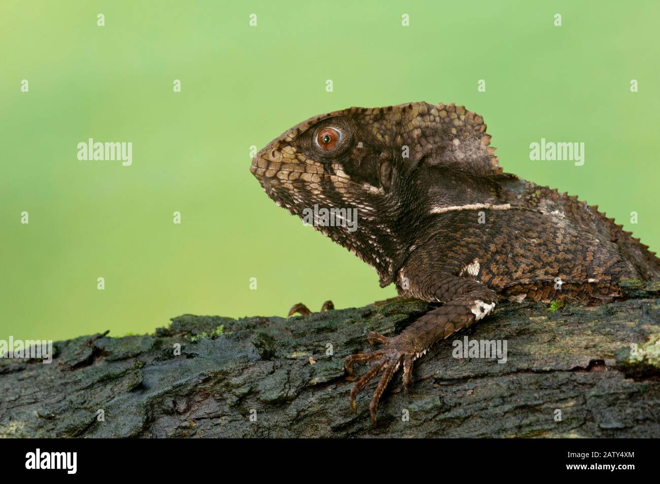 Lucertola A Testa Di Smooth Casque (Cristate Di Corytophanes), Foresta Pluviale Di Darien, Panama, America Centrale Foto Stock