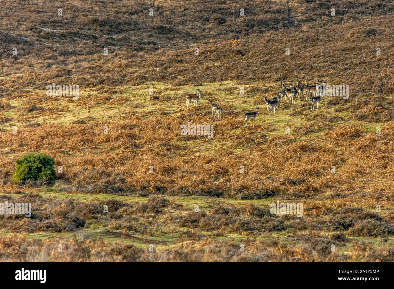 Mandria di daini da fiatare in brughiera nella New Forest, Hampshire, Regno Unito Foto Stock