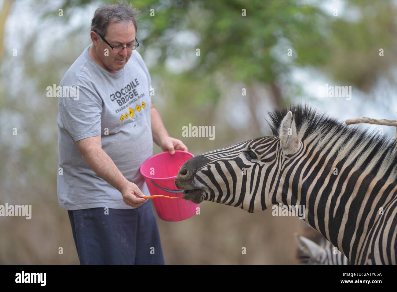 Uomo che alimenta zebra nello zoo Foto Stock