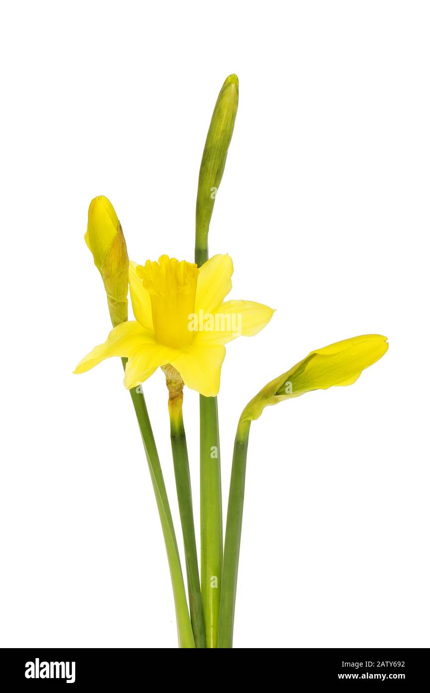 Giallo dorato daffodil fiore e germogli isolati contro bianco Foto Stock